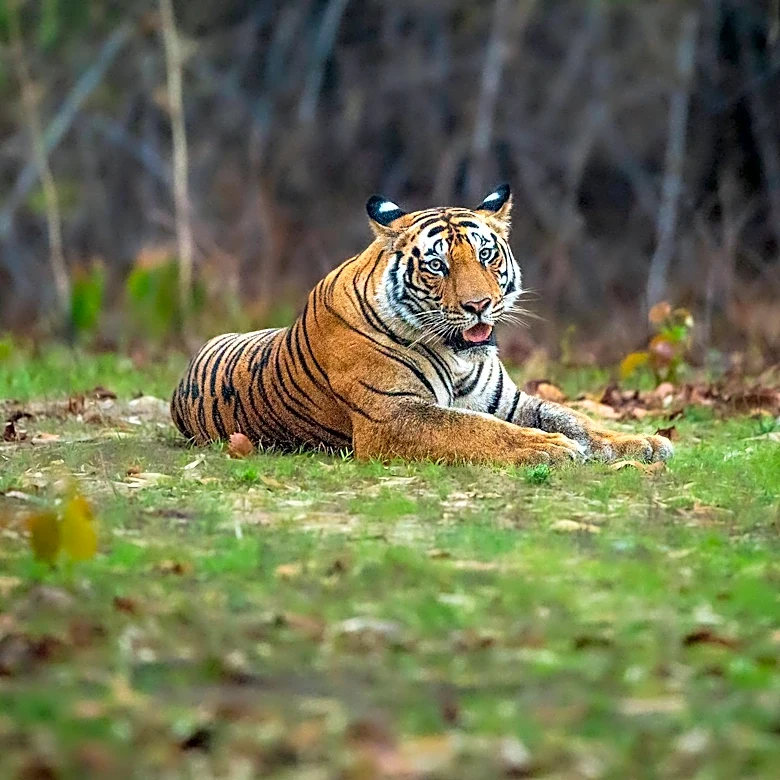 India's Tiger Population Rises, Focus Shifts to Protecting Habitats