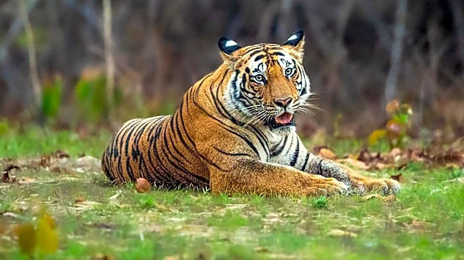 India's Tiger Population Rises, Focus Shifts to Protecting Habitats