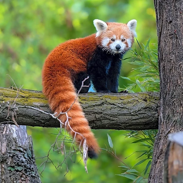 Santa Barbara Zoo Mourns Loss of Second Red Panda Cub