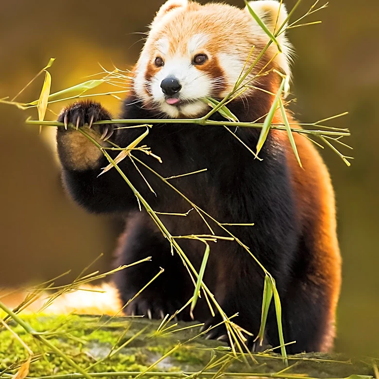 Endangered Red Panda Cubs Face High Mortality at California Zoo