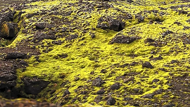Iceland Meteorologist Warns of Longer Wildfire Seasons Due to Climate Change