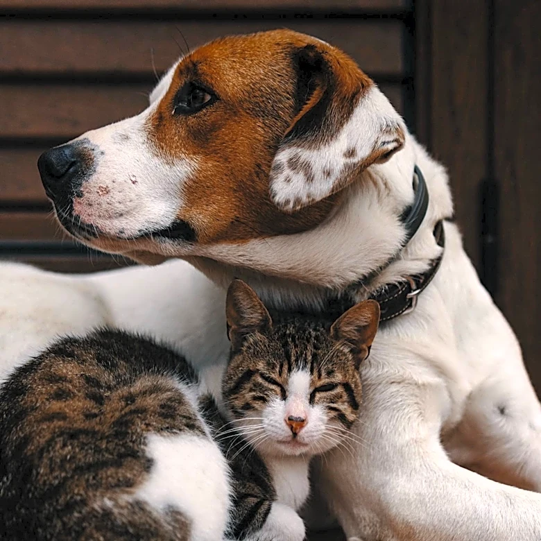ACCT Philly Faces Overcrowding Crisis Amid Rising Pet Surrenders