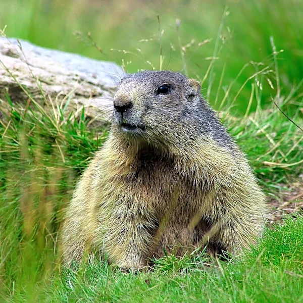 Colorado Scientists Launch Fat Marmot Week to Highlight Ecosystem Health