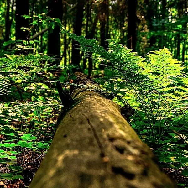 Mount Vernon Family Faces Prolonged Hardship as Fallen Tree Remains Unremoved