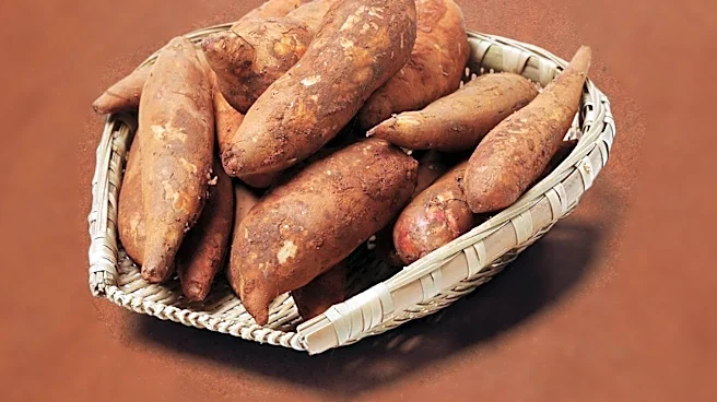 World Food Programme Invites NGOs for Food Security Initiatives in Cameroon