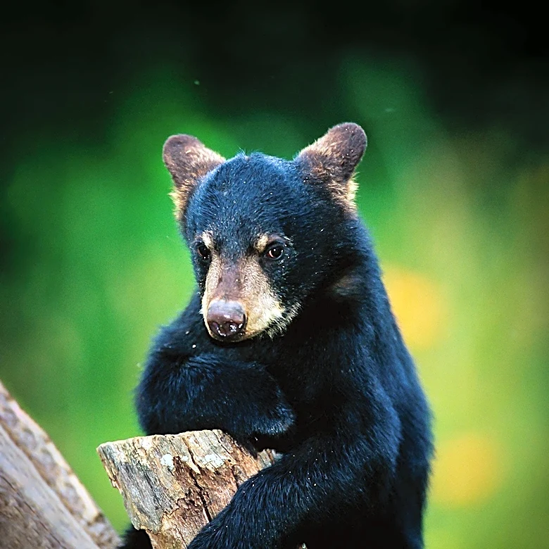 Colorado Wildlife Officers Euthanize Bear After Camper Break-In Incident