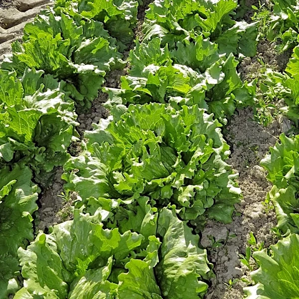 U.S. Retailers Halt Central Mexico Produce Amid Cyclospora Outbreak Concerns