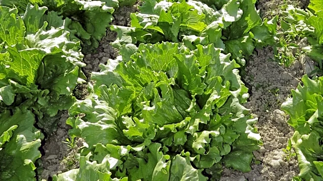 U.S. Retailers Halt Central Mexico Produce Amid Cyclospora Outbreak Concerns
