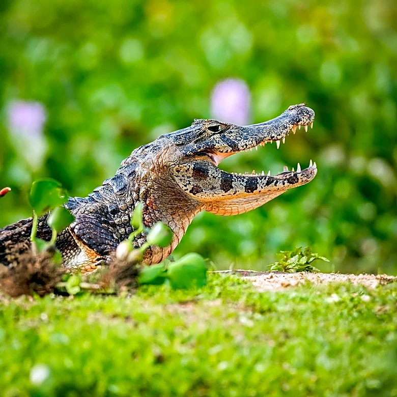Spectacled Caiman Invasion Threatens Everglades Ecosystem