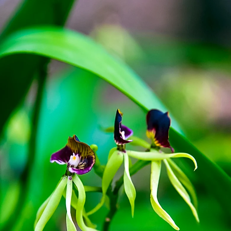 Dracula Orchid Faces Threat from Wildlife Trade Despite Conservation Efforts