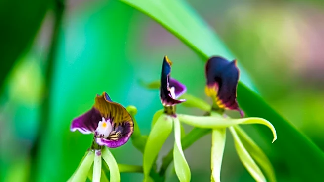 Dracula Orchid Faces Threat from Wildlife Trade Despite Conservation Efforts