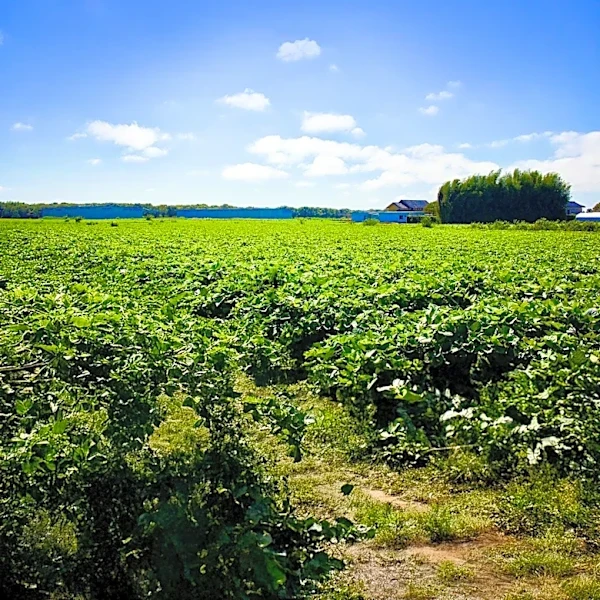 Ottawa County to Preserve Farmland with New Conservation Easements