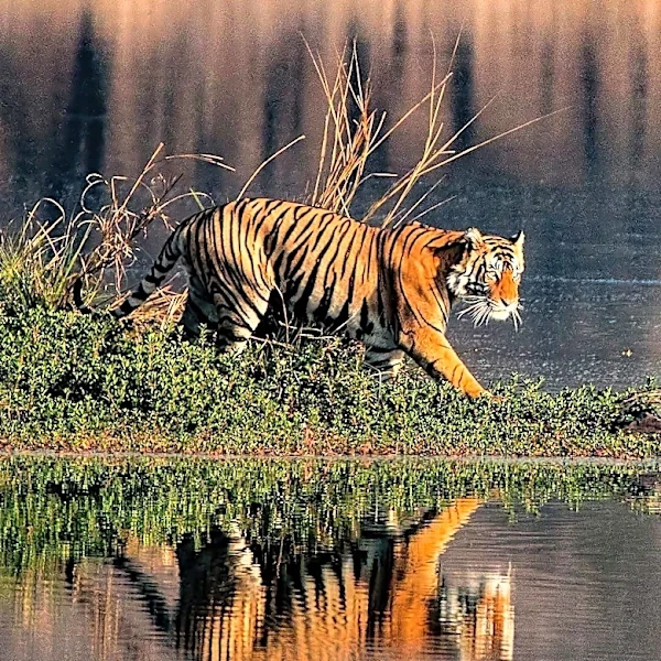 Eco-Tourism as a Strategy for Tiger Conservation in Telangana