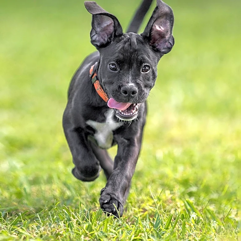 USDA Sues Iowa Puppy Mill Operator Over Inspection Evasion