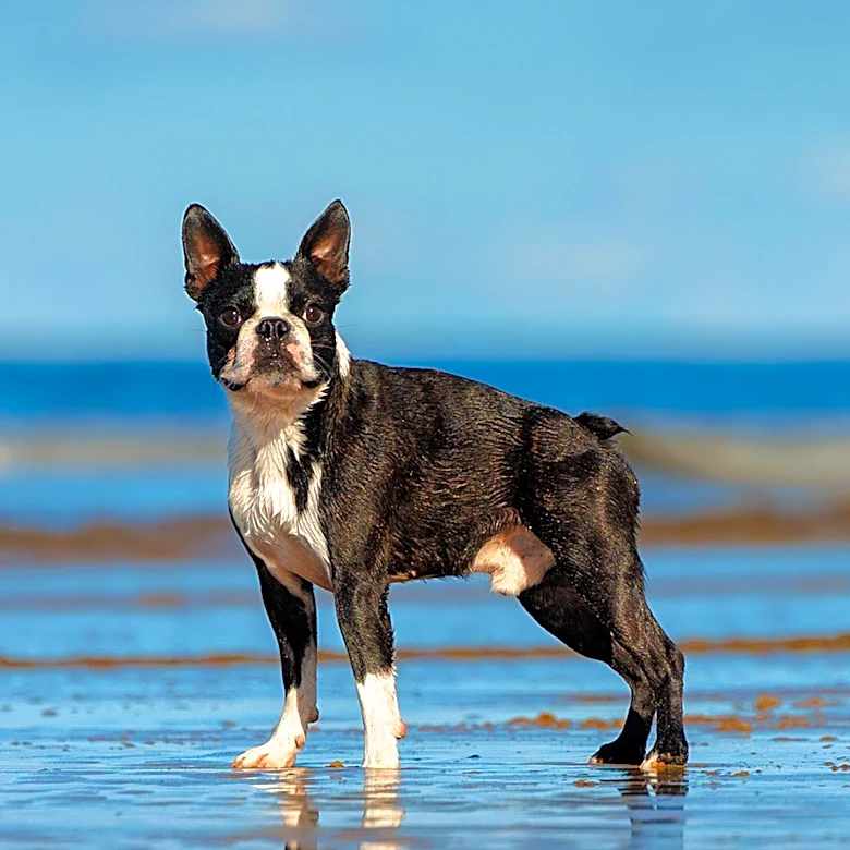 Tufts Veterinary Teams Collaborate to Save Boston Terrier with Heart Tumor