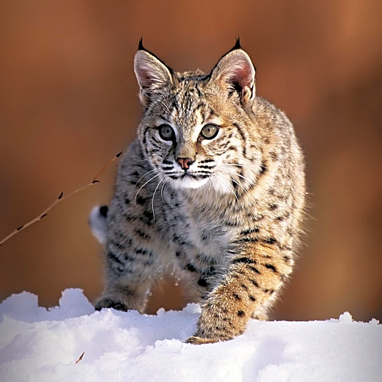 Wild Animal Attacks Cats in Bath, Maine, Raising Safety Concerns