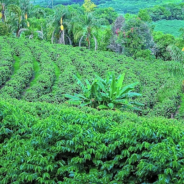 EU Deforestation Regulation Threatens Liberia's Cocoa Industry Amid Rising Deforestation