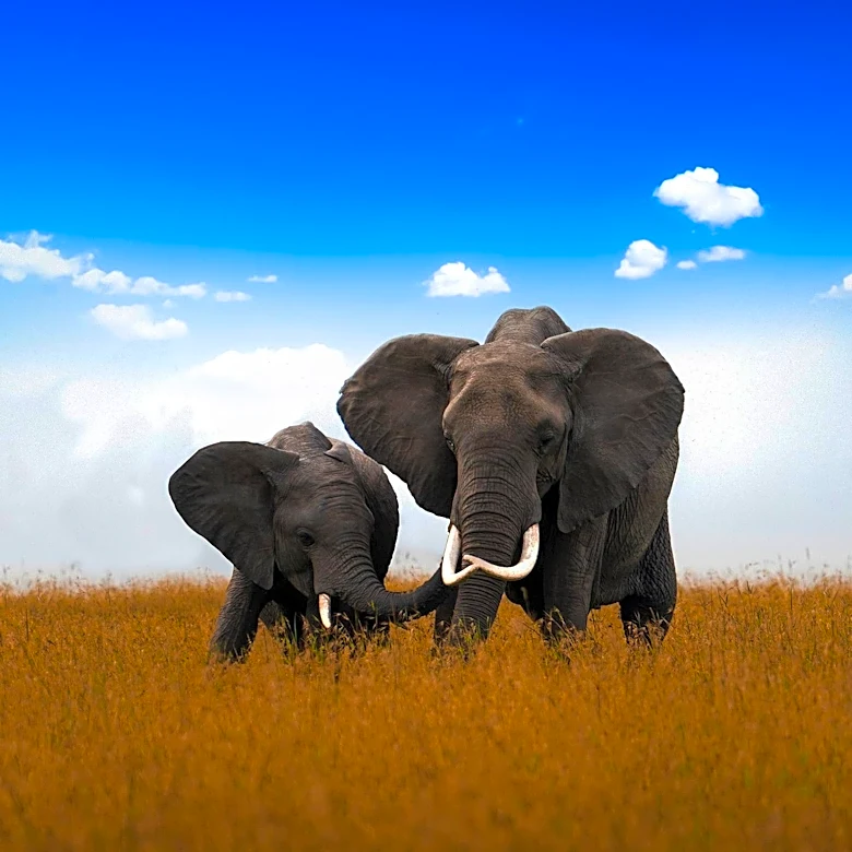 Kenya Probes Mysterious Elephant Deaths in Amboseli National Park