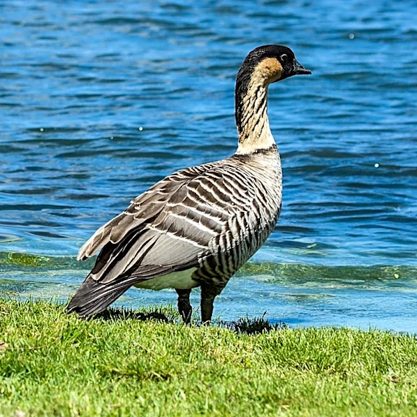 Hawaiian Waterbird's Status Downgraded Amid Conservation Success
