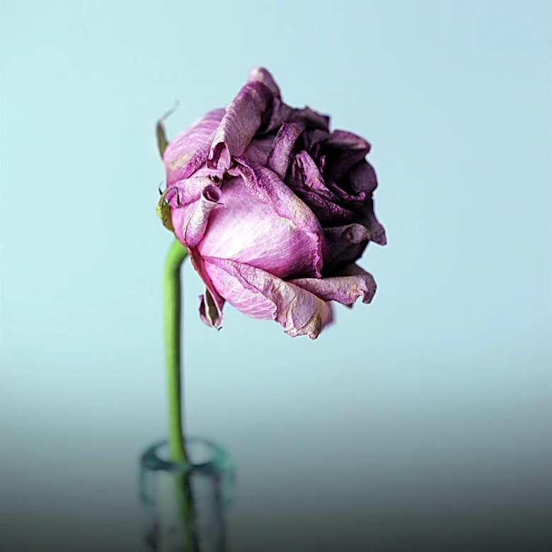 Violet Rose Stoltzfus Obituary and Memorial Service Details Announced