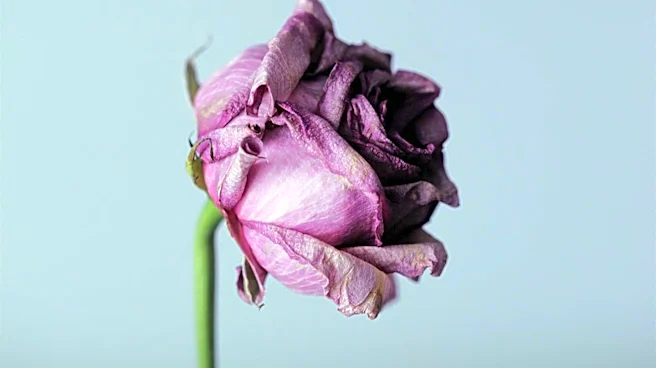 Violet Rose Stoltzfus Obituary and Memorial Service Details Announced