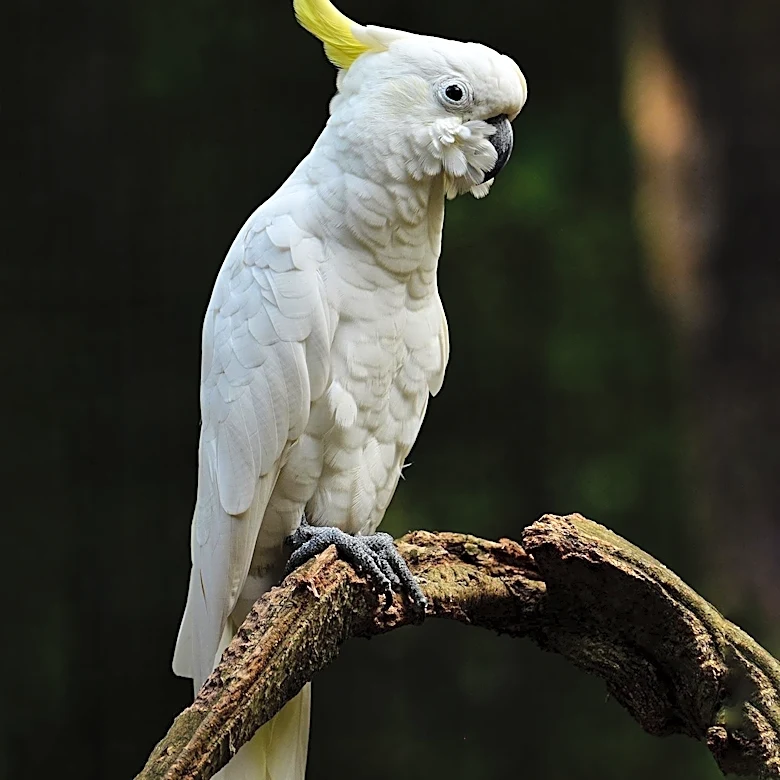 Virginia Cockatoo's Sight Restored, Becomes Therapy Bird and Wins Pet of the Year