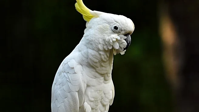 Virginia Cockatoo's Sight Restored, Becomes Therapy Bird and Wins Pet of the Year