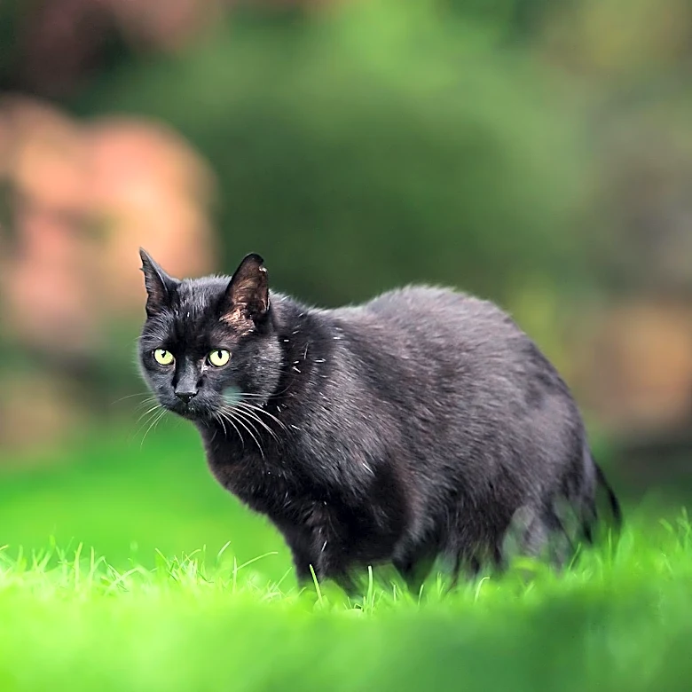 Wildlife, Not Humans, Responsible for Mutilated Cat Deaths in South King County