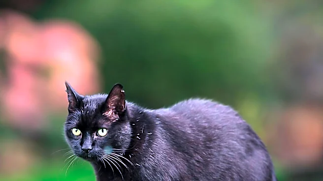 Wildlife, Not Humans, Responsible for Mutilated Cat Deaths in South King County