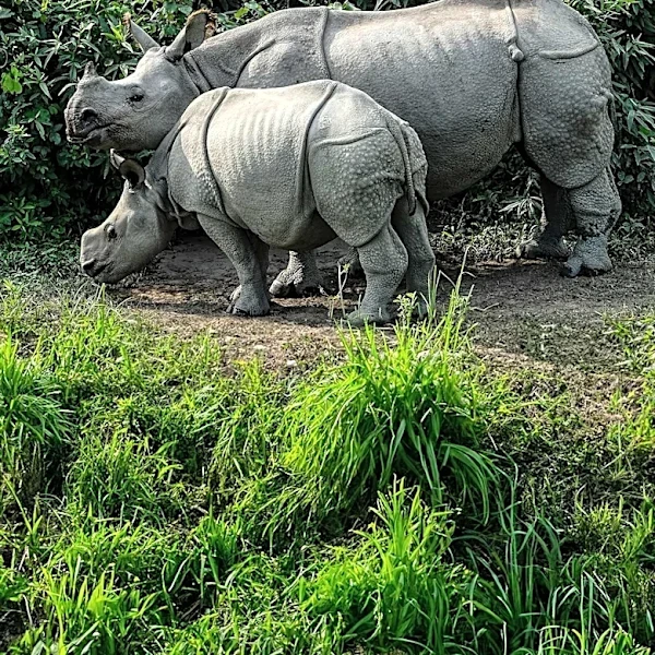 Reps. Quigley and Fitzpatrick Introduce Bill to Reinstate Endangered Species Habitat Protections