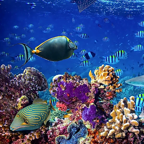 Potential Ecological 'Superspreader' Event Looms in Strait of Hormuz