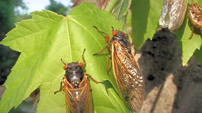 Maine Considers Ending Emerald Ash Borer Quarantine Amidst Criticism