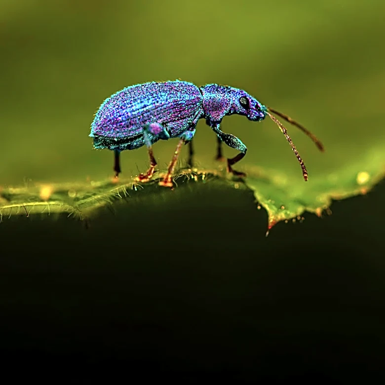 Beetle Introduction to Control Invasive Trees Threatens Endangered Bird Habitat