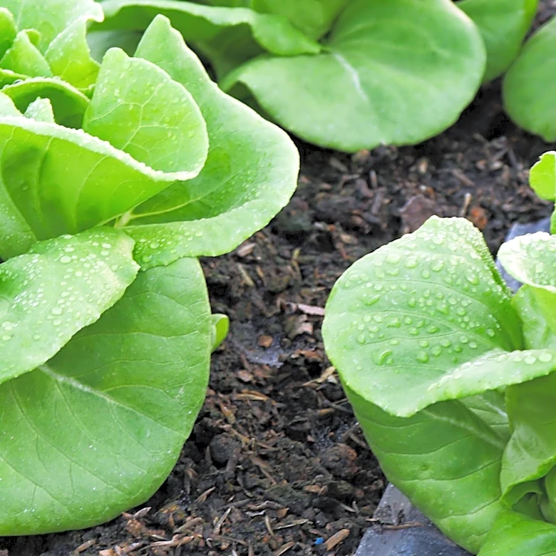 Cyclosporiasis Outbreak in Pittsburgh Linked to Contaminated Lettuce