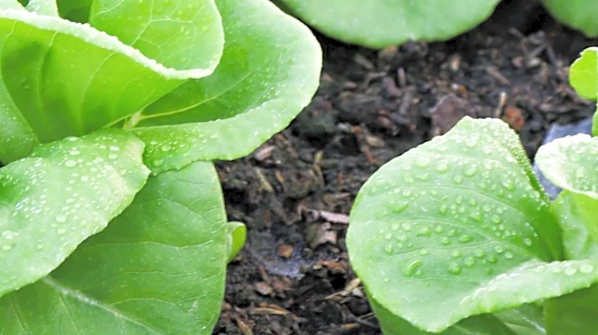 Cyclosporiasis Outbreak in Pittsburgh Linked to Contaminated Lettuce