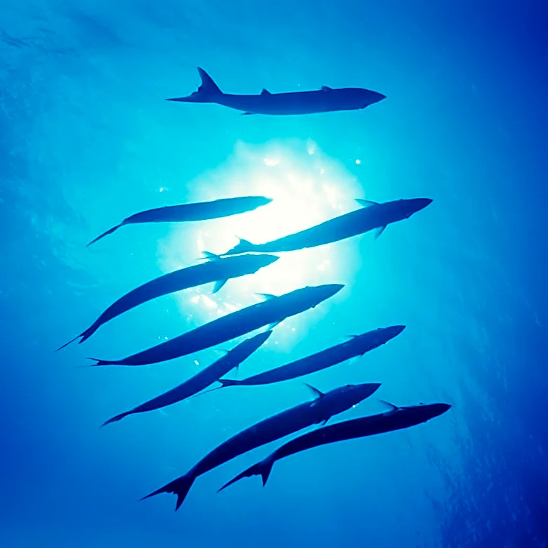 Texas Teen Survives Barracuda Attack, Maintains Dream of Marine Biology