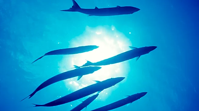 Texas Teen Survives Barracuda Attack, Maintains Dream of Marine Biology