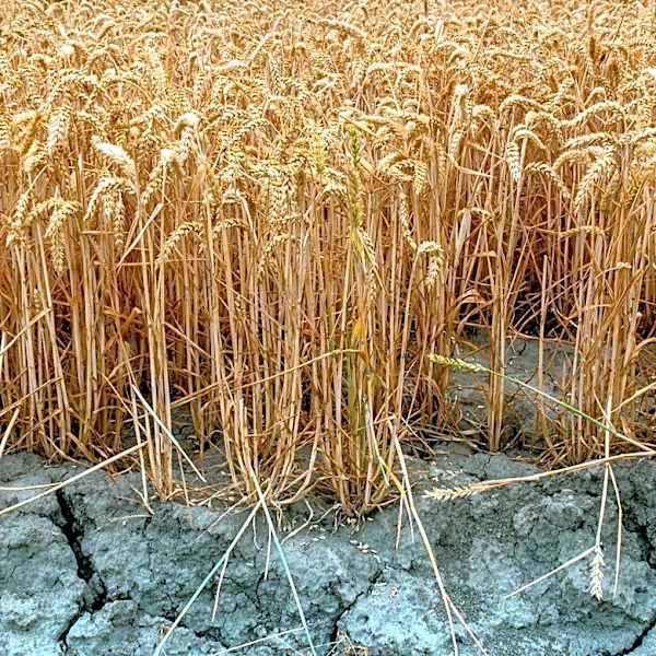 Cyclospora Outbreak Linked to Climate Change and Food Safety Concerns