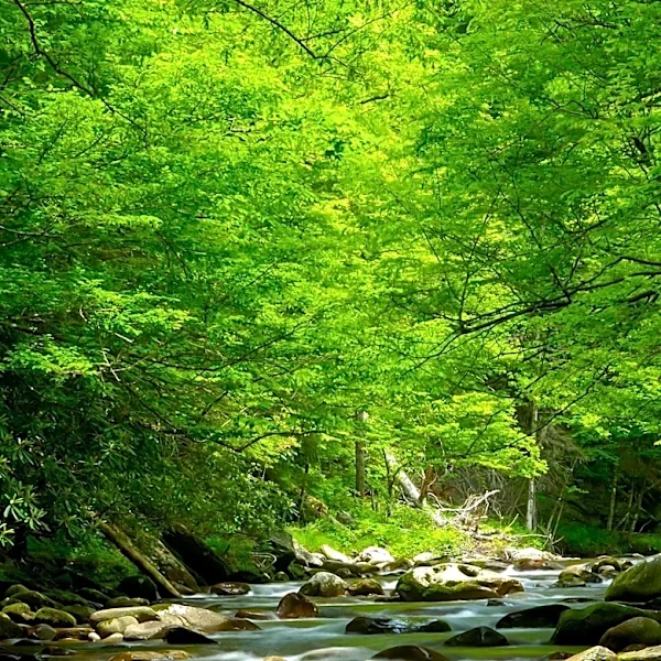 Hendersonville Seeks Bids for Drakes Creek Greenway Streambank Stabilization
