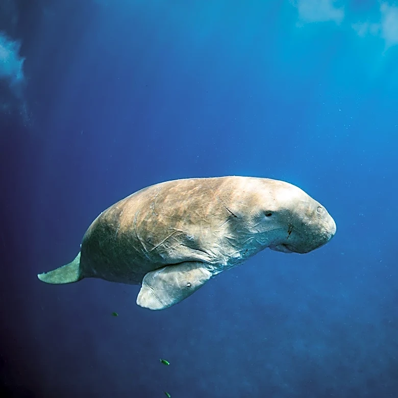 Mississippi Sound Coalition Urges Congressional Action to Protect Marine Life