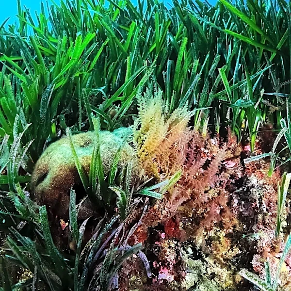 Mediterranean Sea Warming Threatens Biodiversity with Invasive Species