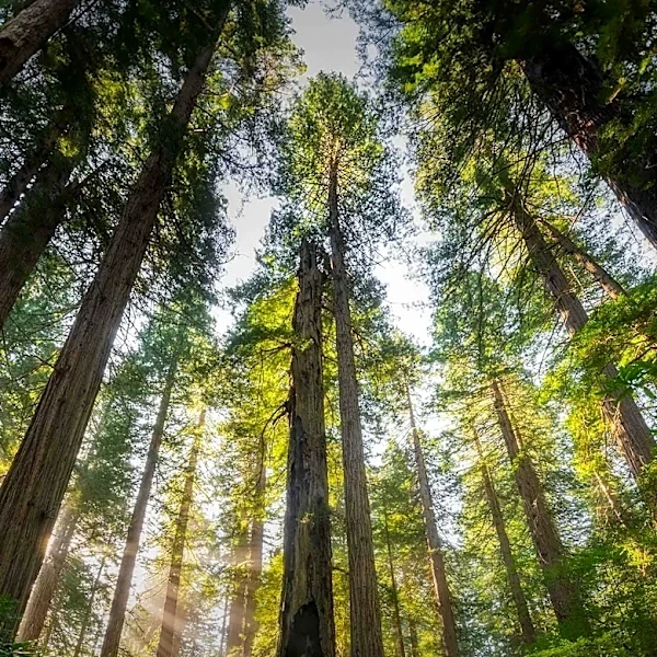 Yurok Tribe Reclaims Redwood Land, Enhancing Public Access and Salmon Habitat