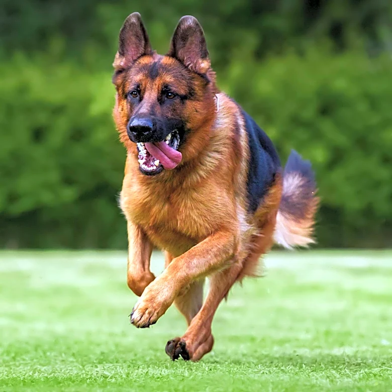 Sheriff Addresses K-9 Chilli's Death in Hot Patrol Car, Calls for Legislative Action