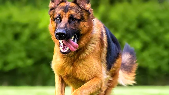 Sheriff Addresses K-9 Chilli's Death in Hot Patrol Car, Calls for Legislative Action