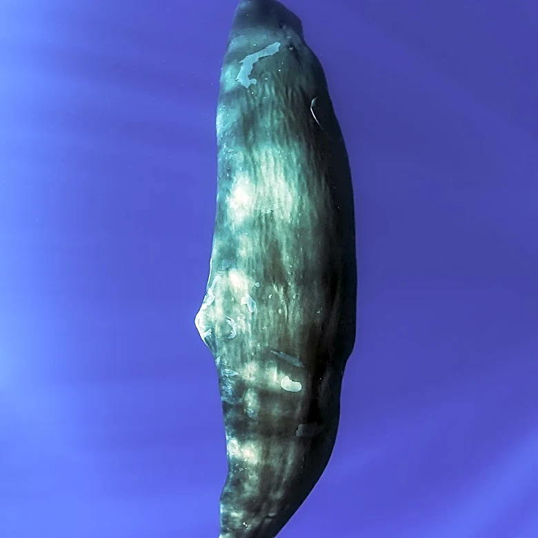 Beaked Whale Sets Record with 3-Hour 42-Minute Dive, Challenging Mammalian Limits