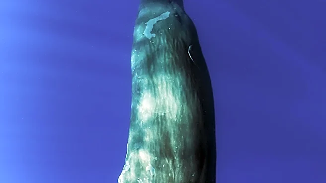 Beaked Whale Sets Record with 3-Hour 42-Minute Dive, Challenging Mammalian Limits