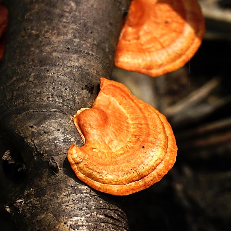 University of Michigan Researchers Discover Ancient Fungi Deep Beneath Michigan