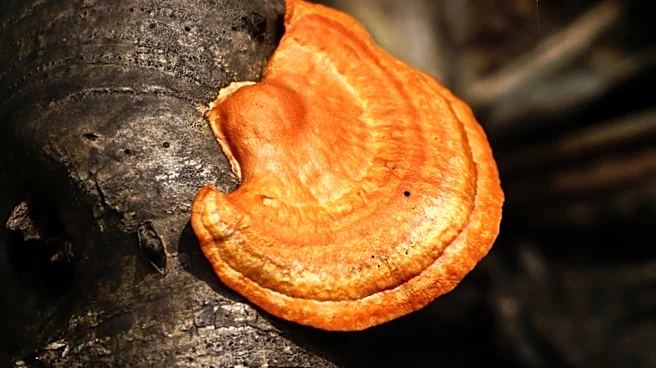University of Michigan Researchers Discover Ancient Fungi Deep Beneath Michigan