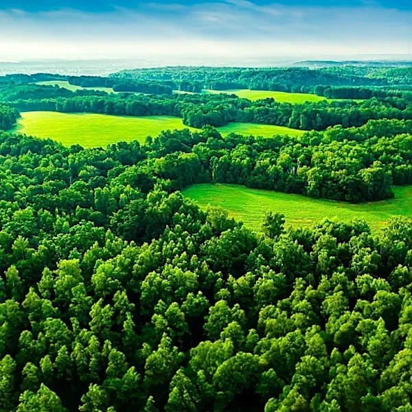 Indiana Expands Martin State Forest with 51-Acre Land Acquisition