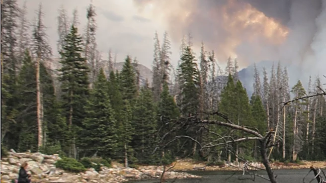 Efforts to Protect Fish Amidst Colorado's Willow Fire